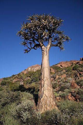 Namibie-Aloe_dichotoma